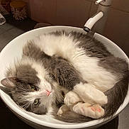 Athos a rejoint le concours — aidez-le/la à gagner de superbes lots ! bathroom, cat, cozy, curled_up, cute, domestic_animal, feline, fur, gray, green_eyes, indoor, paws, pet, pink_nose, relaxed, sink, sleepy, tail, whiskers, white