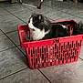 cat, basket, indoor, floor, tile_floor, furniture, pet, black_and_white, long_hair, domestic_cat, looking_sideways, red_basket, resting, household, animal, curious, floor_tiles, domestic, home, relaxed