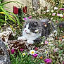 kitten, cat, gray_and_white, fluffy, flowers, wildflowers, rocks, moss, greenery, garden, outdoor, nature, curious, small_animal, plant, pet, cute, animal, miniature_house, colorful