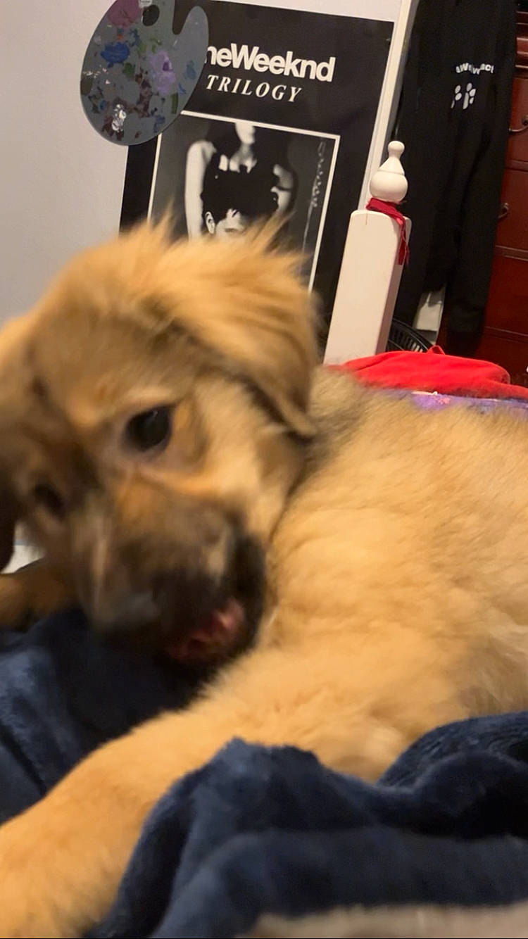 Angel joined the competition — help win amazing prizes! canidae, carnivore, companion_dog, dog, dog_breed, fawn, felidae, fur, fur_clothing, liver, paw, photo_caption, pomeranian, puppy_love, snout, spitz, sporting_group, toy_dog, whiskers, working_animal