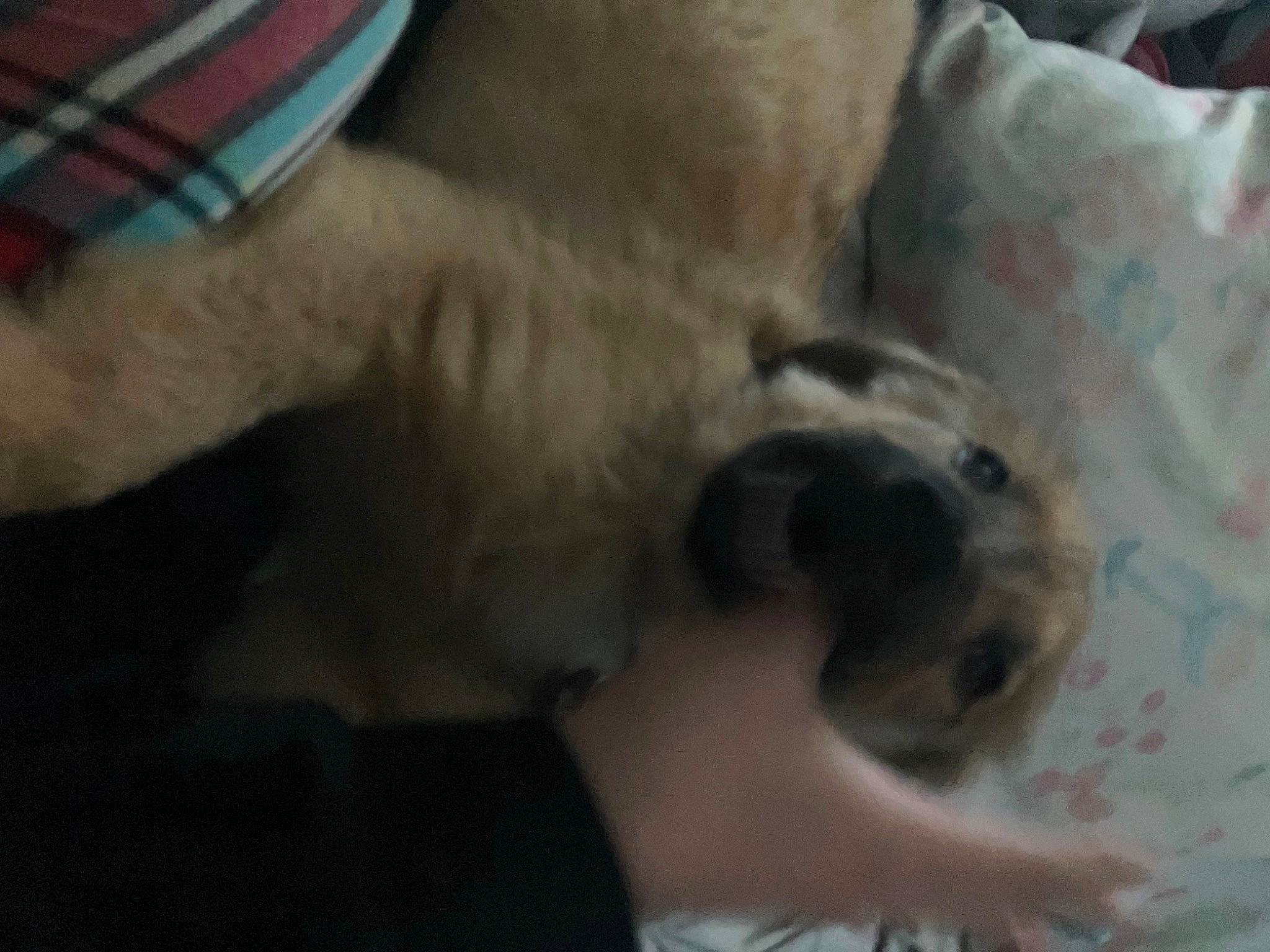 Angel joined the competition — help win amazing prizes! carnivore, claw, comfort, companion_dog, dog, dog_breed, felidae, fur, nap, non_sporting_group, pattern, paw, plaid, small_to_medium_sized_cats, street_dog, tail, tartan, toy_dog, whiskers, working_animal