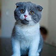 Ace participe au concours pour gagner de l'argent avec cette photo : kitten, cat, gray, white, folded_ears, cute, pet, animal, indoor, fur, sitting, small, young, curious, whiskers, portrait, domestic_cat, feline, table, reflection