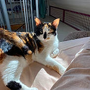 Sushi a rejoint le concours — aidez-le/la à gagner de superbes lots ! cat, calico_cat, pet, feline, fur, whiskers, ears, paw, bed, bedroom, sunlight, indoor, cozy, blanket, paws, eyes, relaxed, staircase, railing, soft_texture