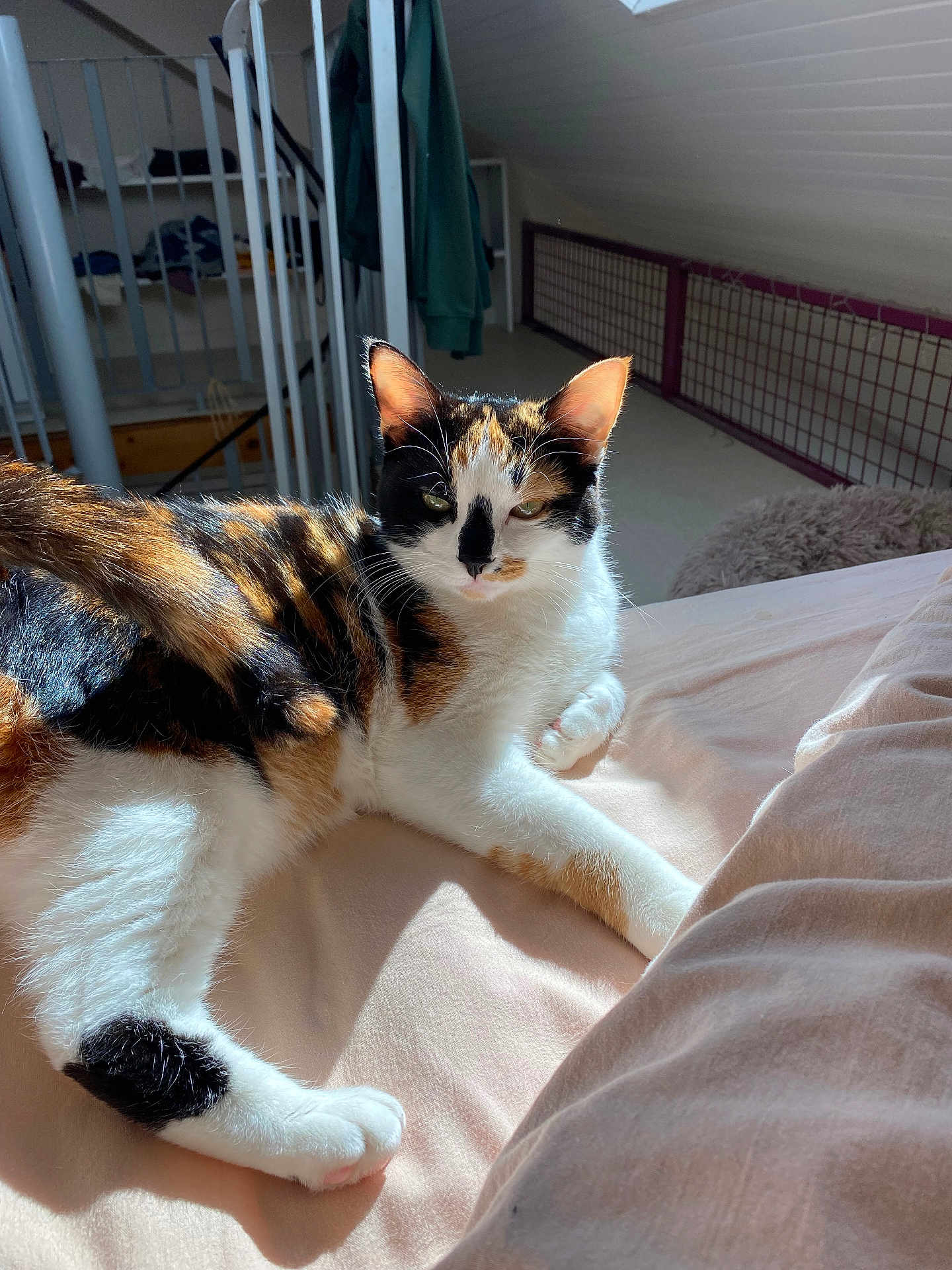 Sushi a rejoint le concours — aidez-le/la à gagner de superbes lots ! cat, calico_cat, pet, feline, fur, whiskers, ears, paw, bed, bedroom, sunlight, indoor, cozy, blanket, paws, eyes, relaxed, staircase, railing, soft_texture