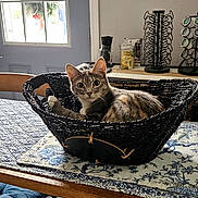 Meshoe joined the competition — help win amazing prizes! animal, basket, cat, chair, cozy, curious, cushion, daylight, decor, door, furniture, home, indoor, kitchen, pet, relaxing, table, wall_decal, window, wreath