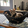 animal, basket, cat, chair, cozy, curious, cushion, daylight, decor, door, furniture, home, indoor, kitchen, pet, relaxing, table, wall_decal, window, wreath