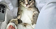 Meshoe is registered to the contest to win money with this photo: animal, bed, blanket, cat, cozy, cute, domestic, feline, fur, indoor, mammal, paws, pet, pink_paws, relaxed, remote_control, resting, sleepy, soft, white