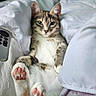 animal, bed, blanket, cat, cozy, cute, domestic, feline, fur, indoor, mammal, paws, pet, pink_paws, relaxed, remote_control, resting, sleepy, soft, white