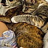 animal_companions, bed, blanket, cat, close_up, cozy, cute, dog, domestic_animals, fur, hugging, indoor, patterned_sheet, pets, playful, relaxed, resting, sleepy, small_dog, tabby_cat