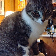 Justine joined the competition — help win amazing prizes! cat, tabby_cat, close_up, pet, whiskers, paws, fur, eyes, indoor, living_room, lamp, wood_paneling, shelf, clutter, bed, portrait, domestic_animal, curious, feline, cute