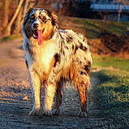 Taiga participe au concours pour gagner de l'argent avec cette photo : animal, australian_shepherd, canine, daylight, dog, friendly, fur, grass, happy, nature, outdoor, path, pet, portrait, rural, smiling, sunlight, tongue_out, trees, walking