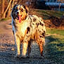 animal, australian_shepherd, canine, daylight, dog, friendly, fur, grass, happy, nature, outdoor, path, pet, portrait, rural, smiling, sunlight, tongue_out, trees, walking