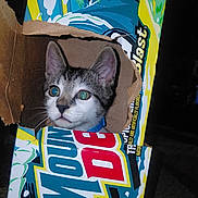 Tony Tony Chopper joined the competition — help win amazing prizes! cat, kitten, animal, pet, feline, portrait, close_up, wide_eyes, curious, whiskers, ears, gray_and_white, cardboard_box, packaging, snack_box, colorful, indoors, dark_background, flash_photography, funny