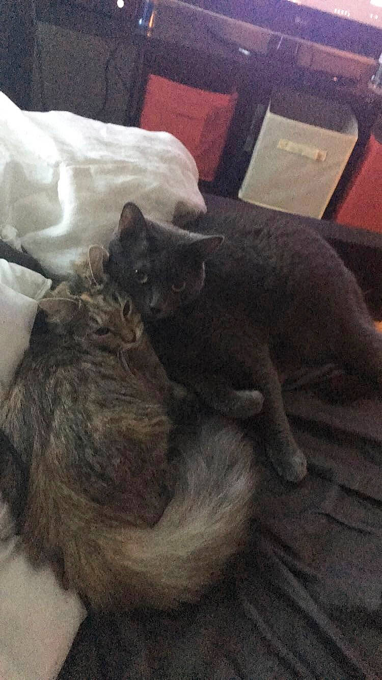 Jordy is registered to the contest to win money with this photo: black_cat, bombay, carnivore, cat, chair, claw, comfort, domestic_short_haired_cat, felidae, fur, grey, linens, paw, pillow, room, small_to_medium_sized_cats, snout, tail, terrestrial_animal, whiskers