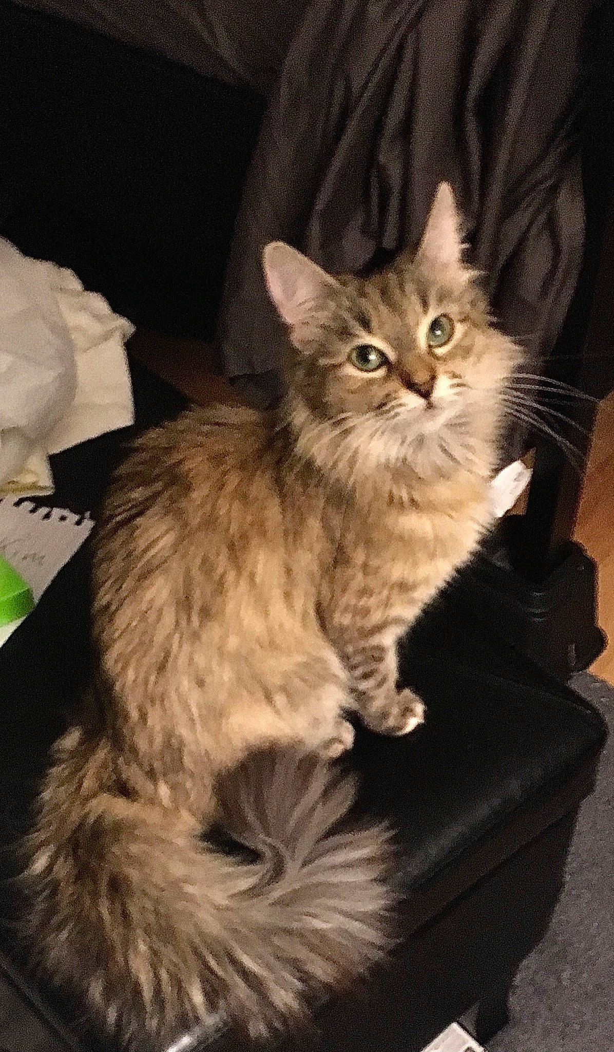 Jordy is registered to the contest to win money with this photo: box, carnivore, cat, claw, comfort, domestic_short_haired_cat, fawn, felidae, fur, maine_coon, paw, small_to_medium_sized_cats, snout, tail, terrestrial_animal, whiskers