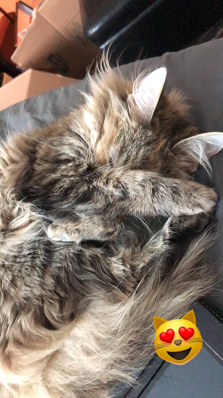 Jordy is registered to the contest to win money with this photo: canidae, carnivore, cat, claw, comfort, companion_dog, dog_breed, ear, felidae, fur, liver, maine_coon, paw, small_to_medium_sized_cats, snout, sporting_group, tail, terrestrial_animal, whiskers