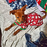 Brownie joined the competition — help win amazing prizes! dog, pet, pajamas, bed, blanket, pattern, brown, ears, cozy, holiday, festive, snowman, red_clothing, lying_down, indoors, fabric, comfort, sleepwear, animal, cute
