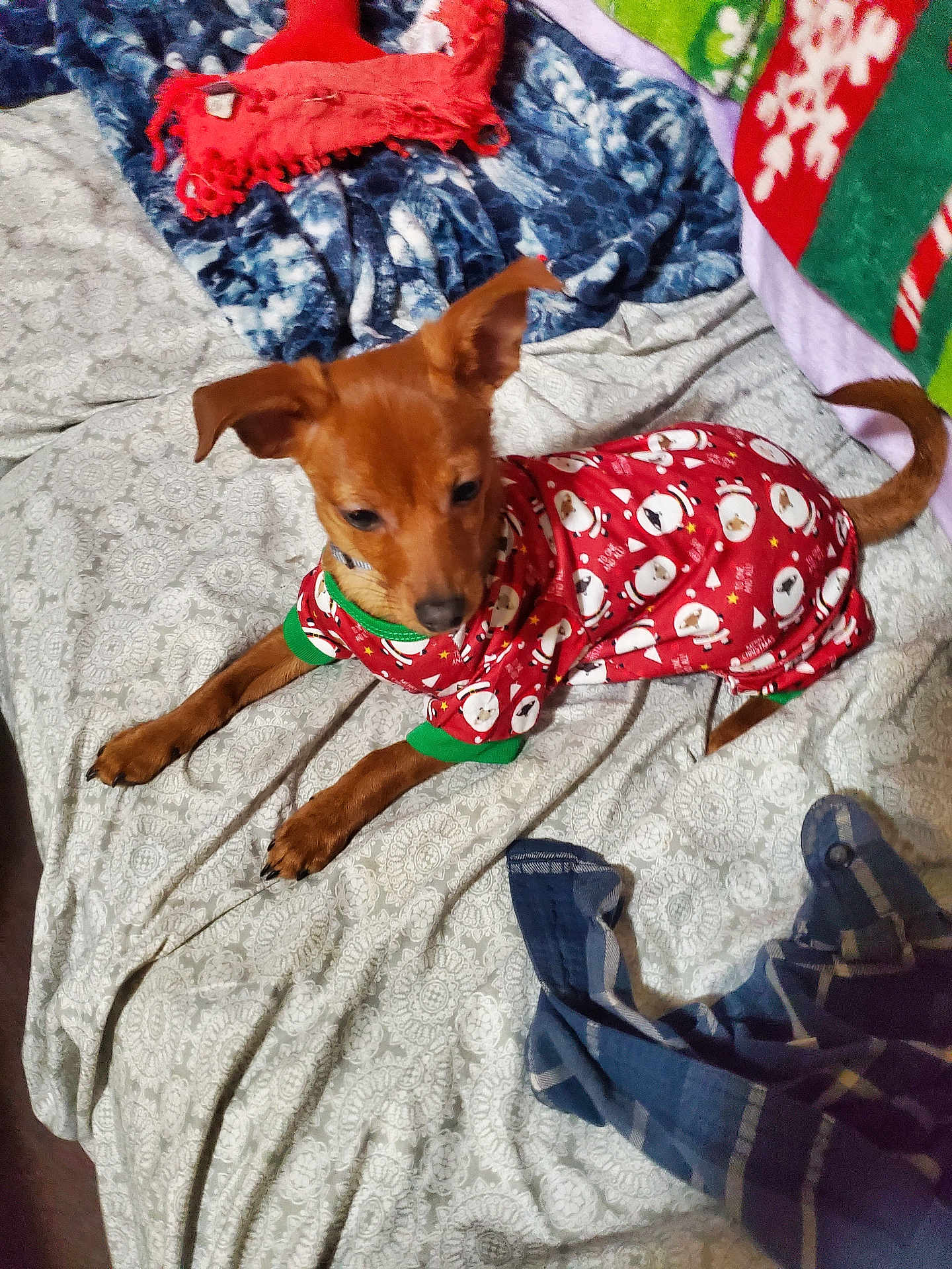 Brownie joined the competition — help win amazing prizes! dog, pet, pajamas, bed, blanket, pattern, brown, ears, cozy, holiday, festive, snowman, red_clothing, lying_down, indoors, fabric, comfort, sleepwear, animal, cute