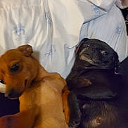 Brownie And Phoebe joined the competition — help win amazing prizes! animal, bed, black_dog, brown_dog, companion, cozy, cute, dog, domestic_animal, friendship, fur, indoor, lying_down, pet, puppy, relaxed, resting, sleeping_area, two_dogs, white_sheets