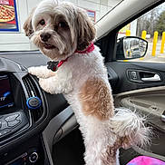 Buddy joined the competition — help win amazing prizes! dog, pet, car_interior, dashboard, red_bandana, white_fur, brown_fur, side_view_mirror, seat_cover, gas_station, yellow_posts, window, curious, standing, indoor, vehicle, companion, animal, fur, cute