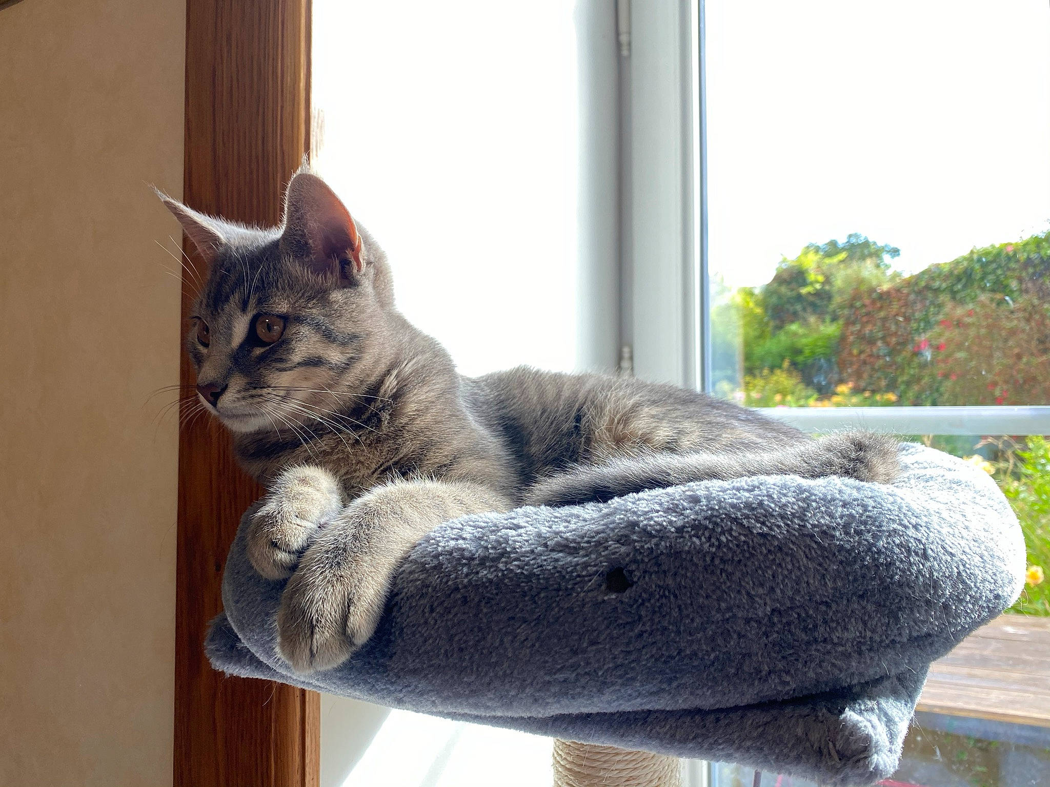 Rapido a rejoint le concours — aidez-le/la à gagner de superbes lots ! art, carnivore, cat, claw, comfort, domestic_short_haired_cat, felidae, fur, grey, paw, plant, sitting, sky, small_to_medium_sized_cats, snout, tail, tree, whiskers, window, wood