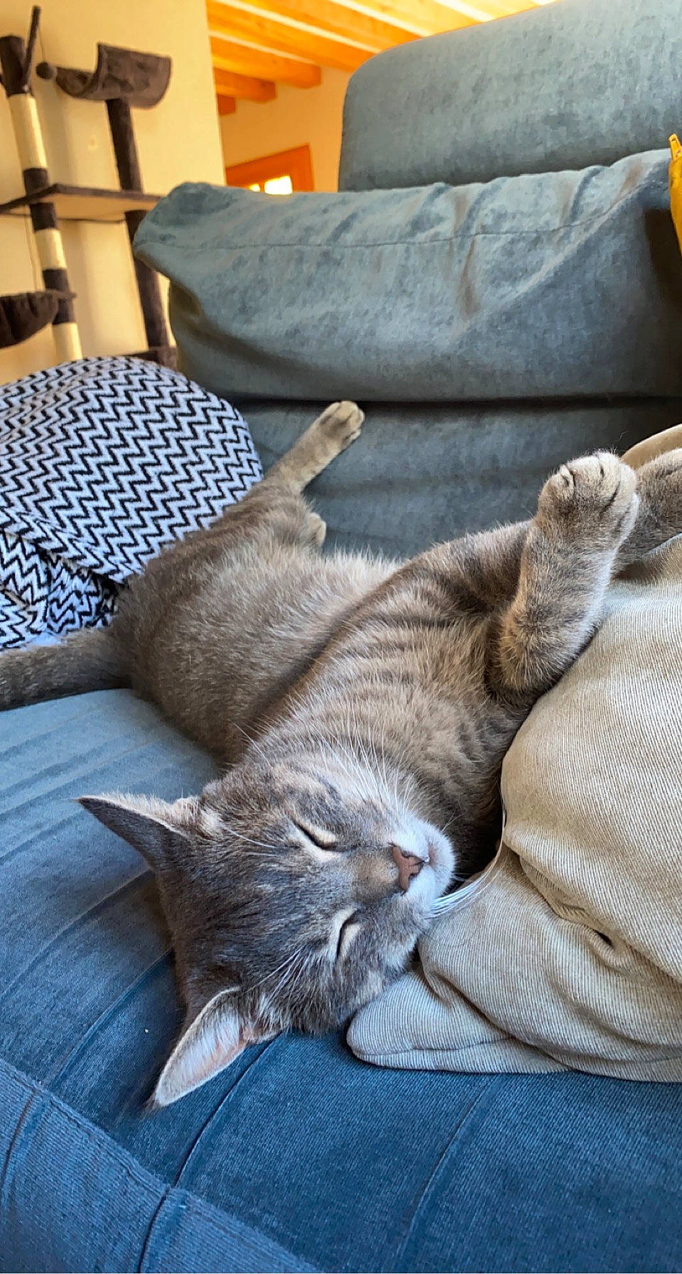 Rapido participe au concours pour gagner de l'argent avec cette photo : carnivore, cat, comfort, couch, domestic_short_haired_cat, felidae, flooring, fur, grey, hardwood, human_leg, linens, living_room, nap, room, small_to_medium_sized_cats, tail, textile, whiskers, wood