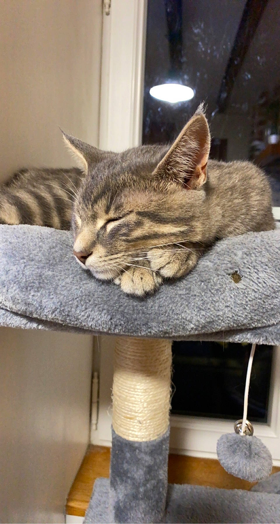 Rapido a rejoint le concours — aidez-le/la à gagner de superbes lots ! carnivore, cat, comfort, desk, domestic_short_haired_cat, fawn, felidae, fur, linens, paw, room, shelf, sitting, small_to_medium_sized_cats, snout, sock, table, tail, whiskers, wood