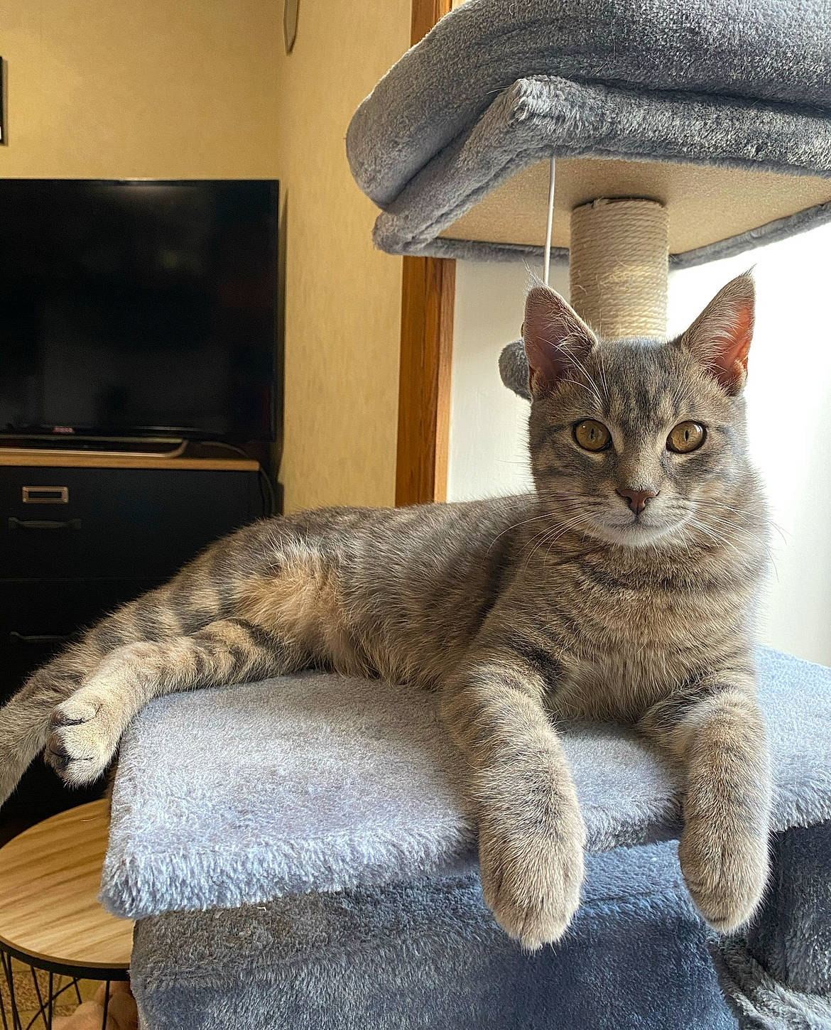 Rapido participe au concours pour gagner de l'argent avec cette photo : carnivore, cat, cat_furniture, cat_supply, claw, comfort, domestic_short_haired_cat, felidae, fur, grey, hat, paw, room, small_to_medium_sized_cats, snout, tail, television, television_set, terrestrial_animal, whiskers