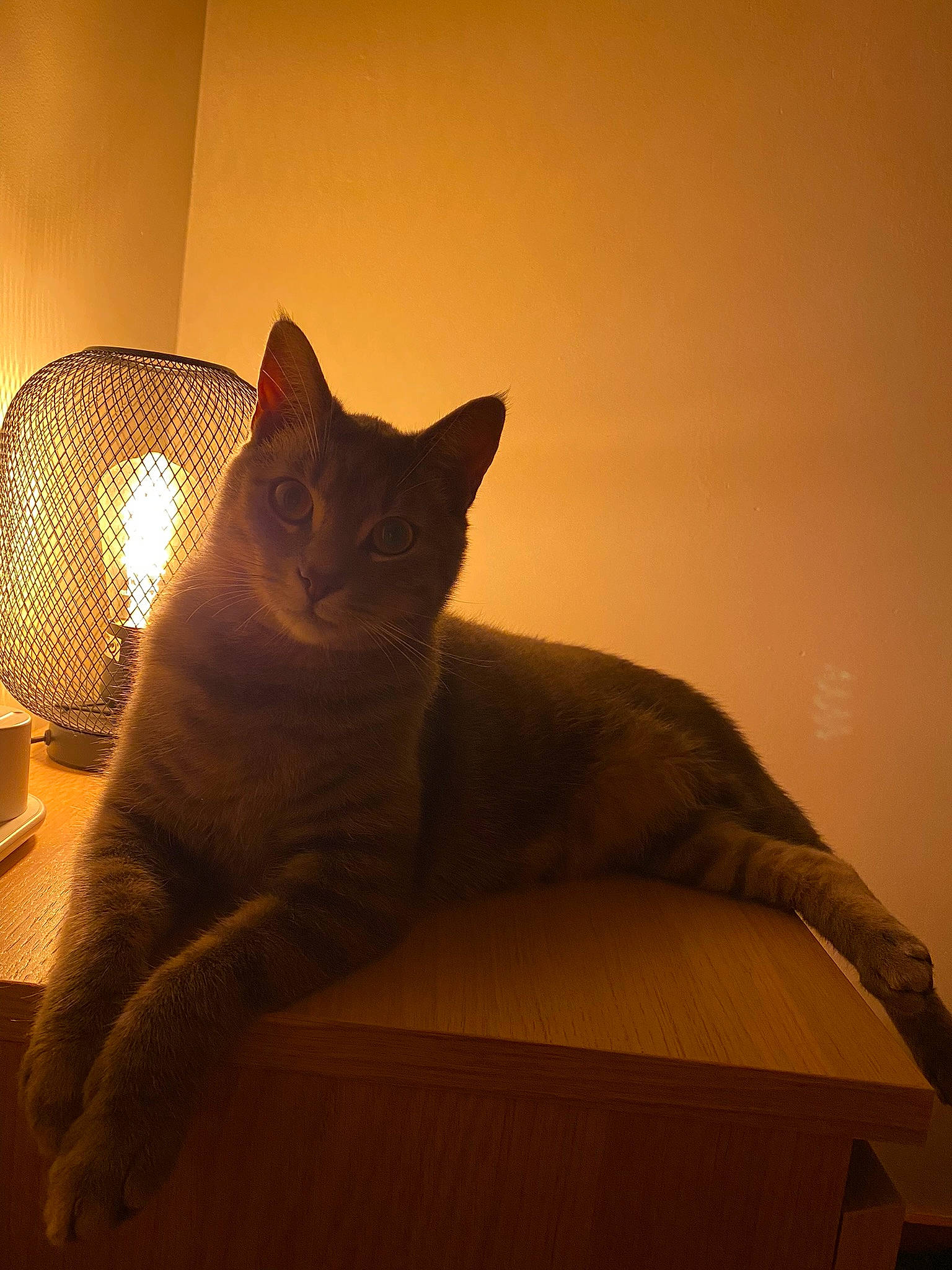 Rapido participe au concours pour gagner de l'argent avec cette photo : black_cat, carnivore, cat, cloud, comfort, domestic_short_haired_cat, fawn, felidae, flooring, fur, grey, hardwood, sitting, small_to_medium_sized_cats, snout, tail, tints_and_shades, whiskers, window, wood