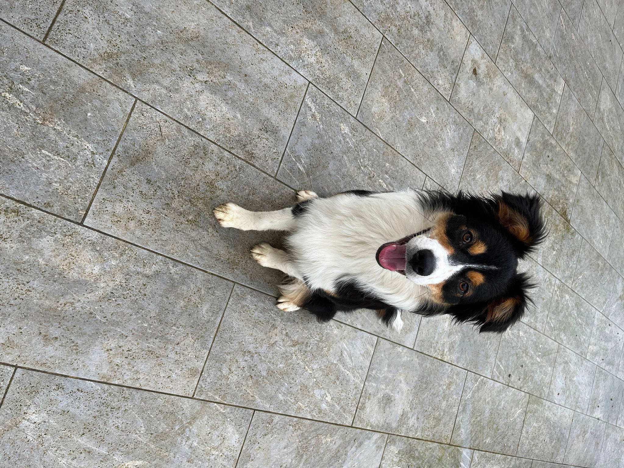 Tina participe au concours pour gagner de l'argent avec cette photo : asphalt, canidae, carnivore, companion_dog, concrete, dog, dog_breed, dog_supply, fawn, felidae, flooring, fur, paw, road_surface, sidewalk, snout, sporting_group, tail, toy_dog, whiskers