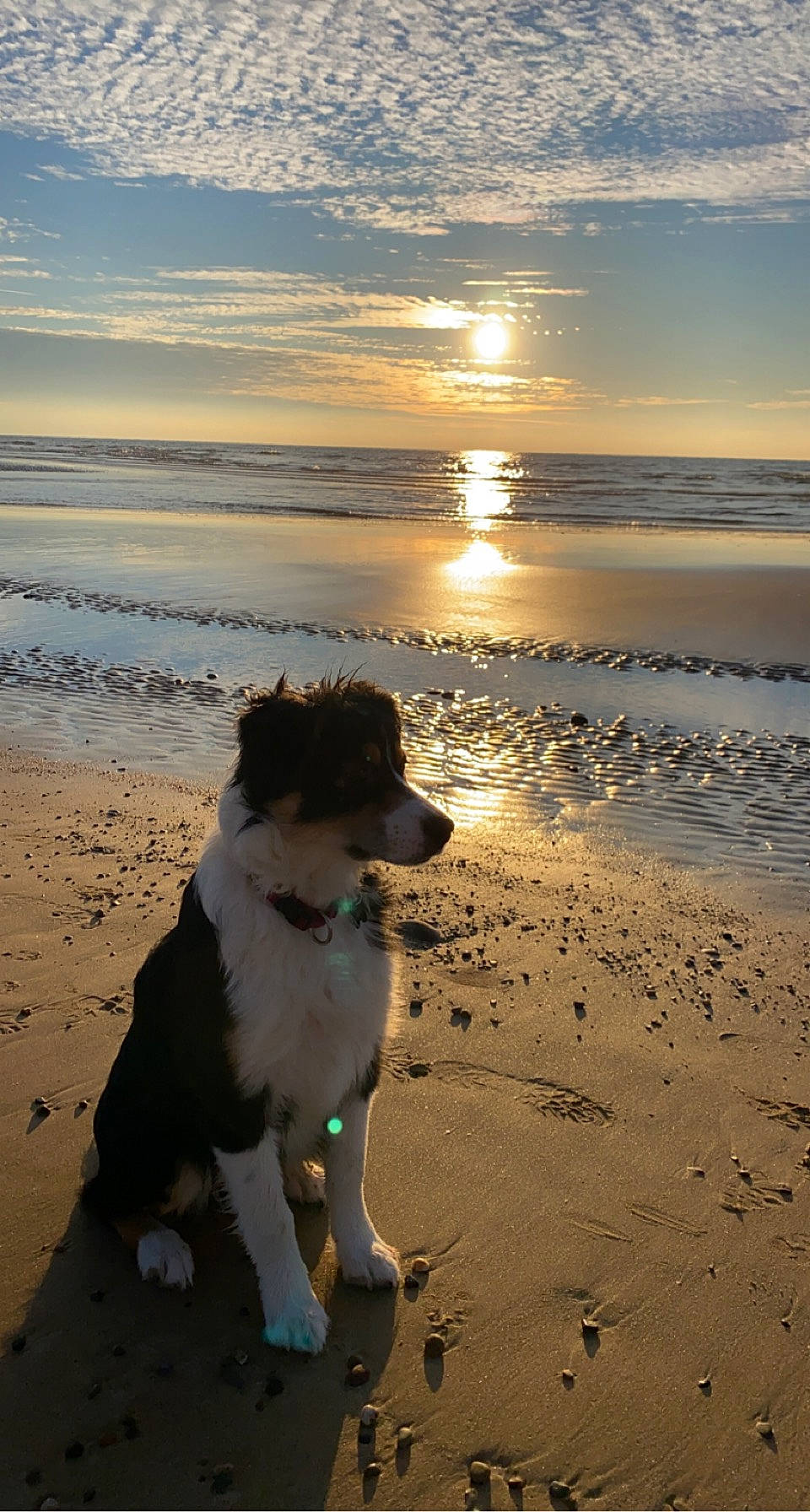 Tina participe au concours pour gagner de l'argent avec cette photo : beach, calm, carnivore, cloud, coastal_and_oceanic_landforms, companion_dog, dog, dog_breed, dusk, horizon, landscape, sand, shore, sky, sunlight, sunrise, sunset, vertebrate, water, wind_wave