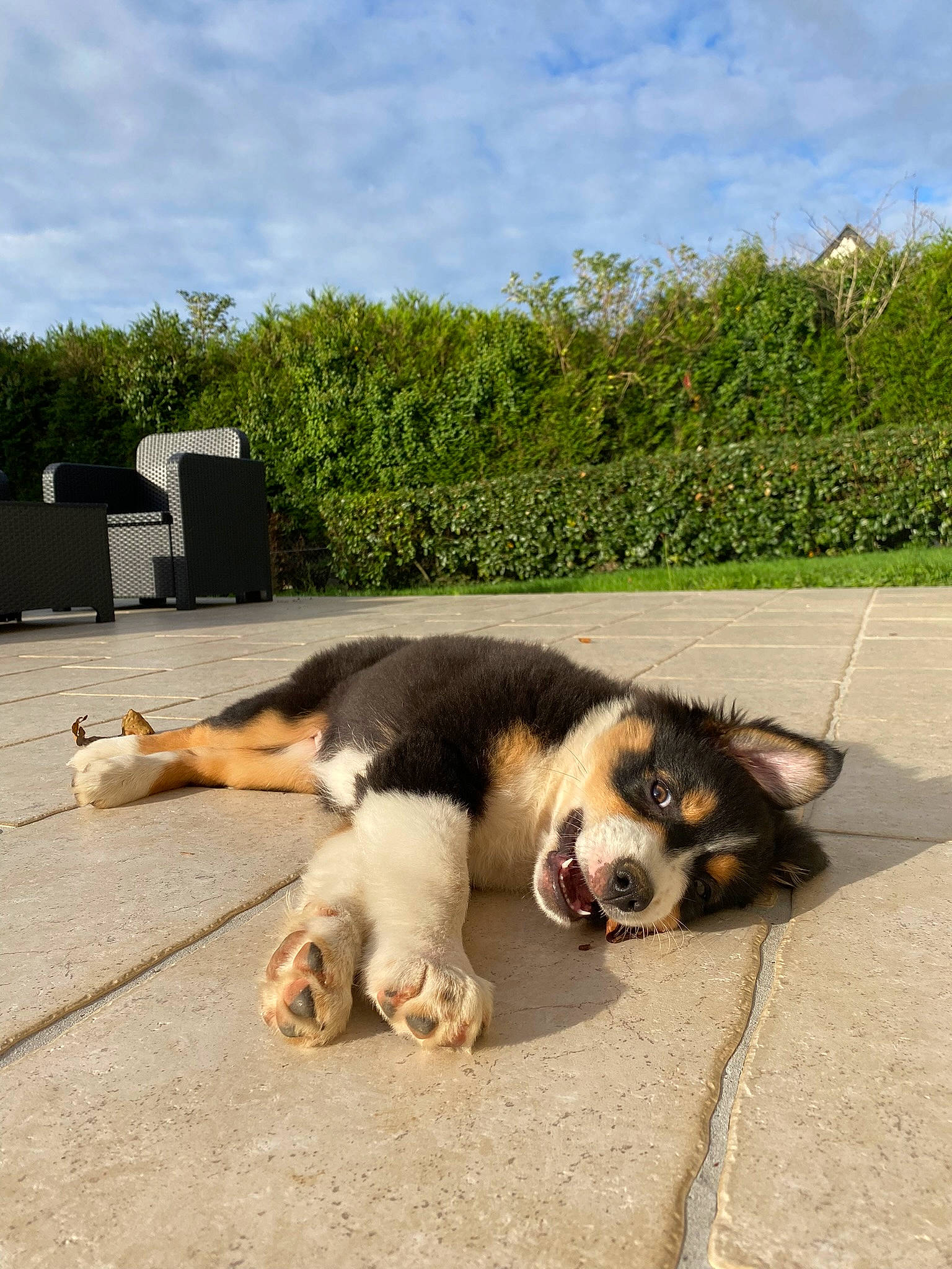 Tina participe au concours pour gagner de l'argent avec cette photo : asphalt, canidae, carnivore, cloud, companion_dog, dog, dog_breed, grass, landscape, paw, plant, road, road_surface, sky, snout, sporting_group, street_dog, tail, tree, working_dog