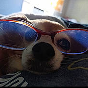 Roxie is registered to the contest to win money with this photo: animal, close_up, cute, dog, eyelashes, eyewear, face, fur, glasses, indoor, muzzle, nose, pet, portrait, reflection, resting, sleeping, snout, soft_light, whiskers
