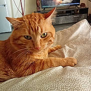 Moustique a rejoint le concours — aidez-le/la à gagner de superbes lots ! cat, orange_tabby, pet, indoor, blanket, feline, home, living_room, cozy, fur, whiskers, relaxed, animal, couch, domestic, cute, resting, patterned, ears, eyes