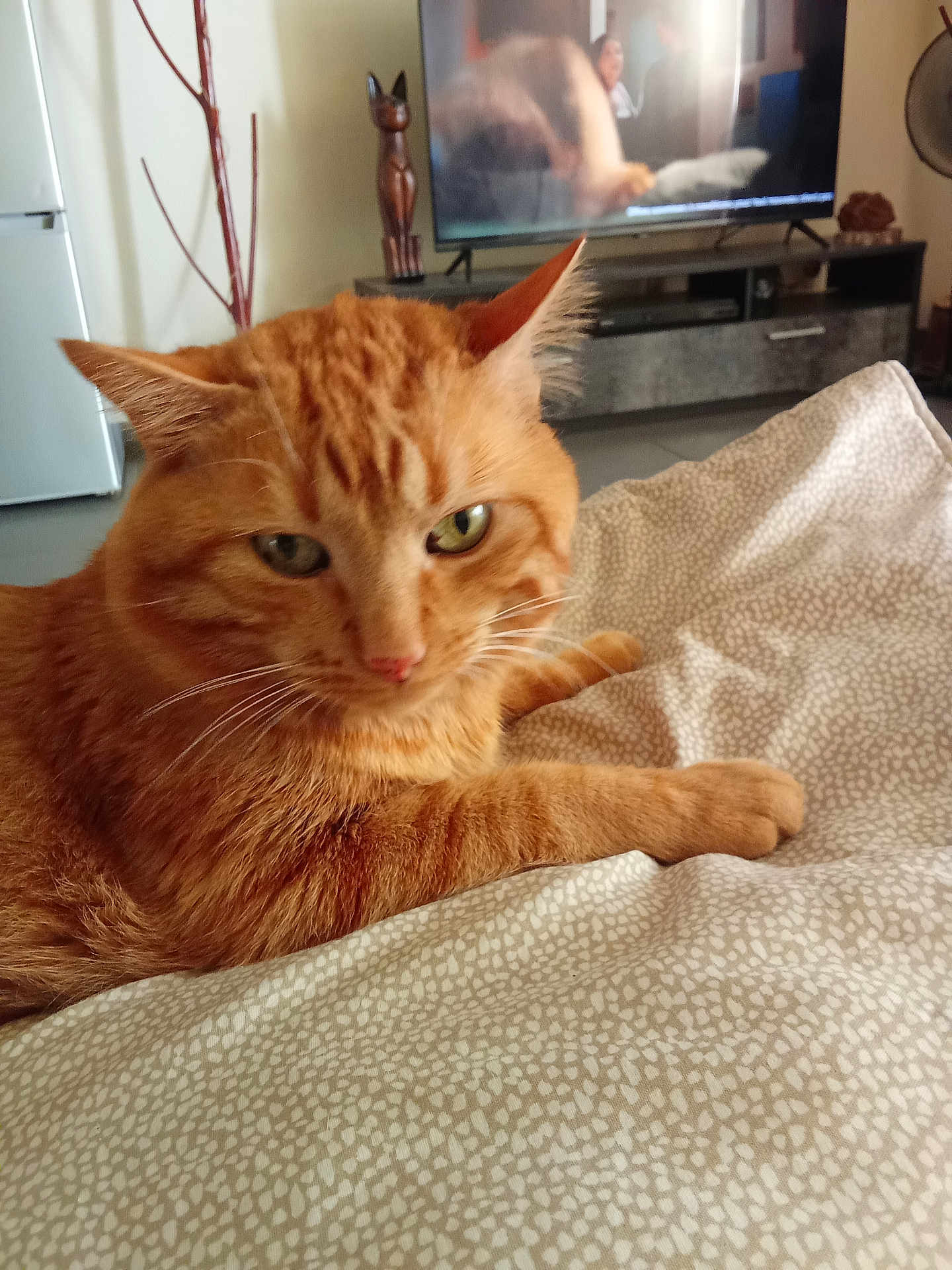 Moustique a rejoint le concours — aidez-le/la à gagner de superbes lots ! cat, orange_tabby, pet, indoor, blanket, feline, home, living_room, cozy, fur, whiskers, relaxed, animal, couch, domestic, cute, resting, patterned, ears, eyes