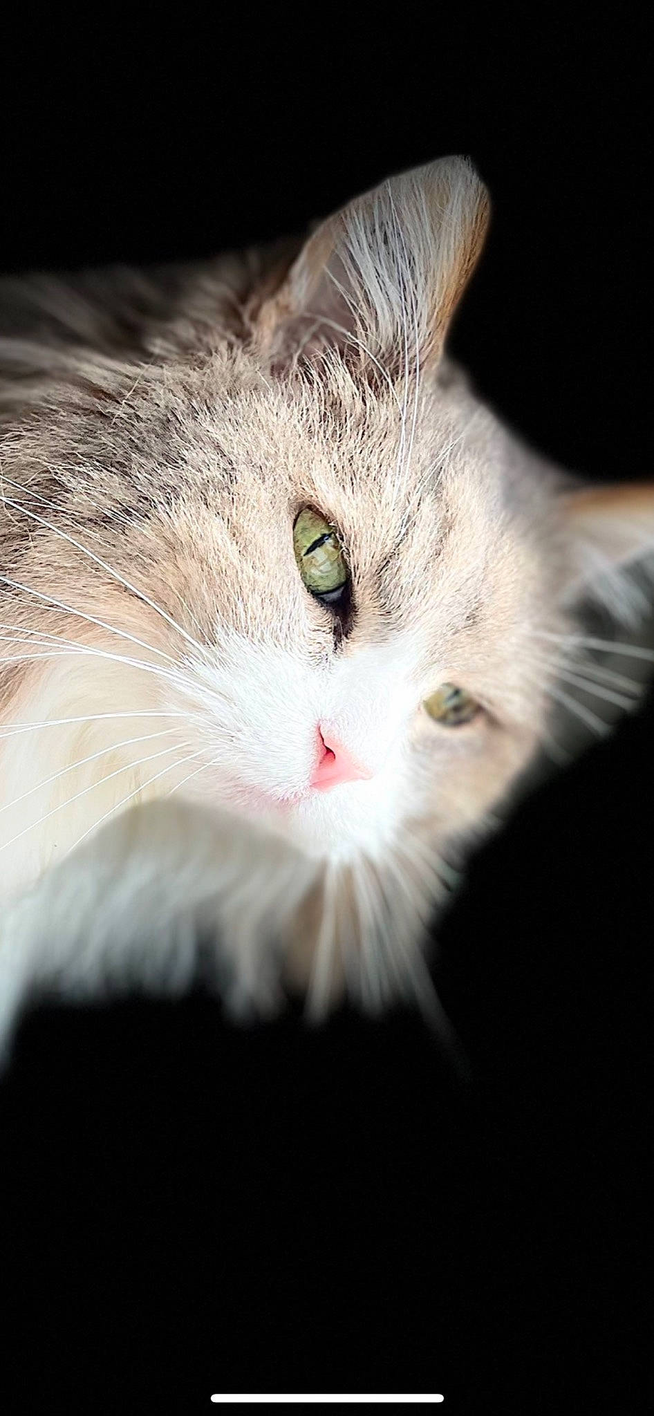 Pimouse participe au concours pour gagner de l'argent avec cette photo : carnivore, cat, close_up, domestic_short_haired_cat, felidae, fur, macro_photography, paw, plant, small_to_medium_sized_cats, snout, terrestrial_animal, whiskers