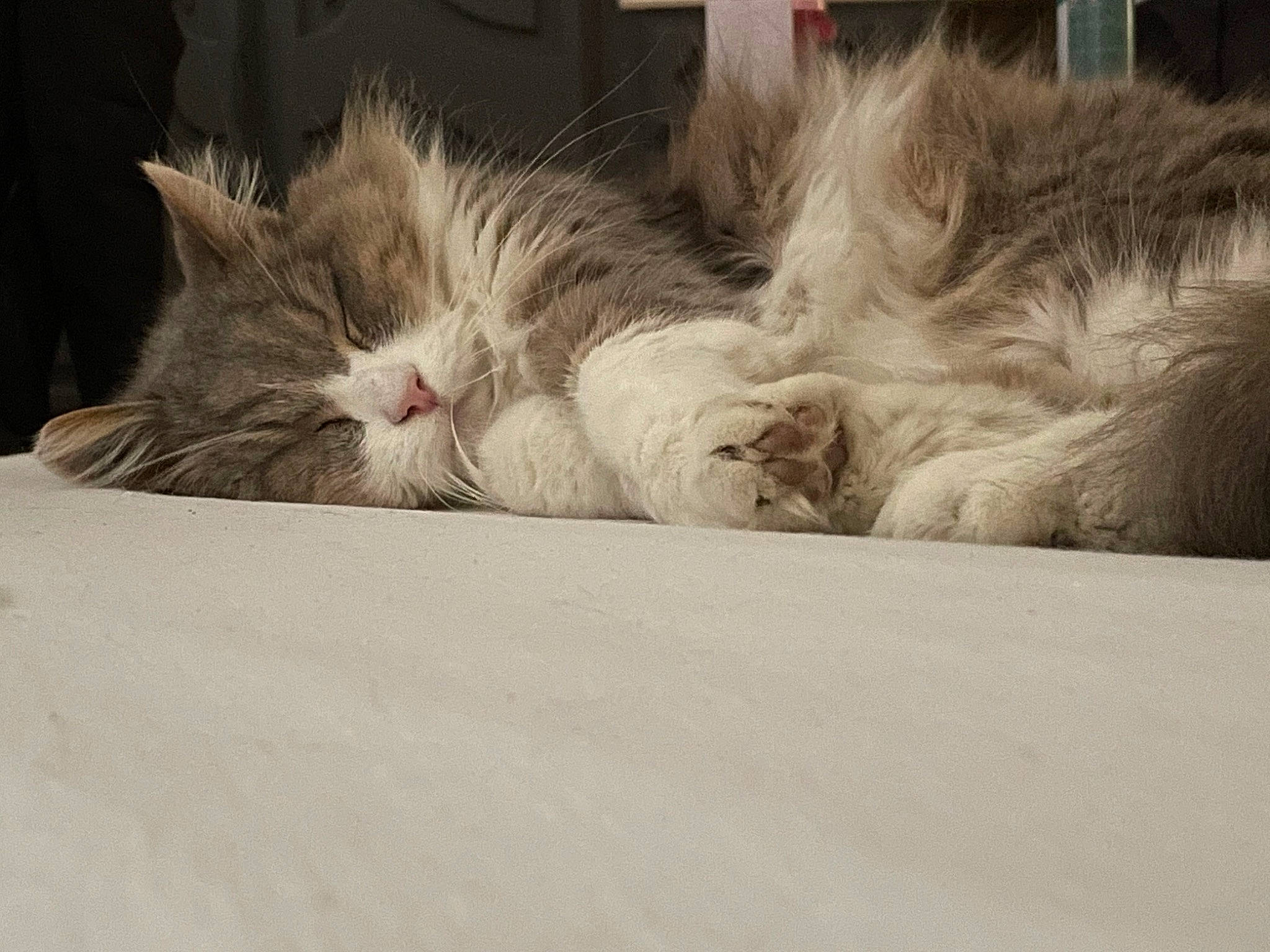 Pimouse a rejoint le concours — aidez-le/la à gagner de superbes lots ! carnivore, cat, claw, comfort, domestic_short_haired_cat, fawn, felidae, flooring, fur, grey, nap, paw, sand, sleep, small_to_medium_sized_cats, snout, tail, whiskers