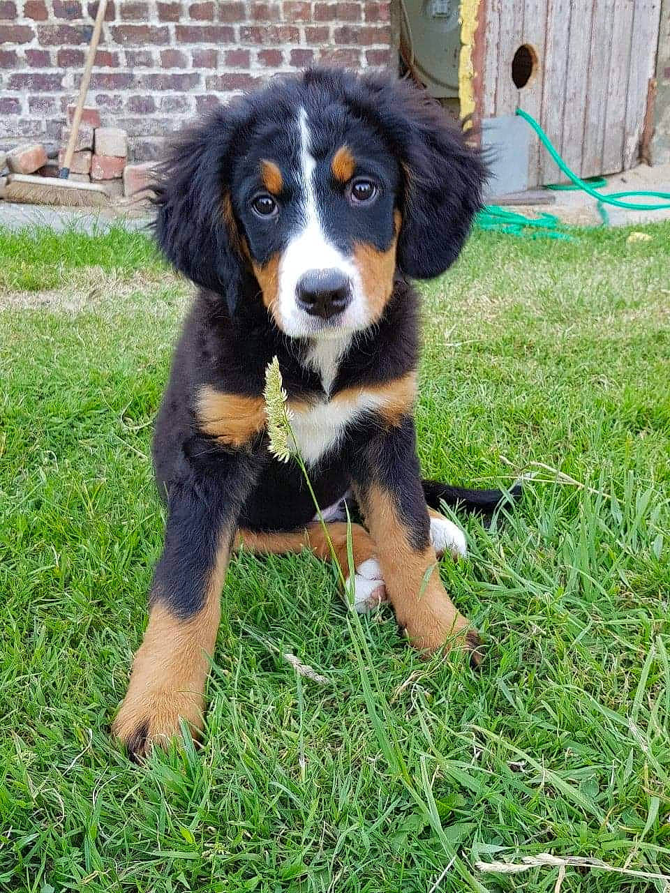 Hestia participe au concours pour gagner de l'argent avec cette photo : appenzeller_sennenhund, australian_collie, bernese_mountain_dog, canidae, carnivore, companion_dog, dog, dog_breed, english_shepherd, entlebucher_mountain_dog, greater_swiss_mountain_dog, mammal, puppy, rare_breed_dog, sporting_group, vertebrate, working_dog