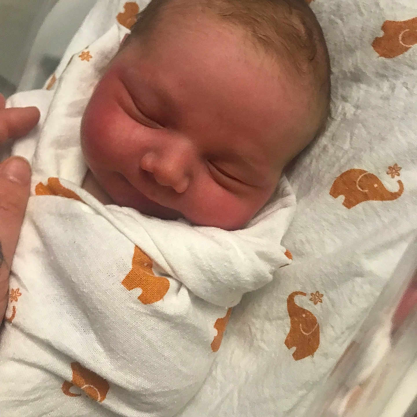 Constantino joined the competition — help win amazing prizes! newborn, baby, sleeping, blanket, elephant_pattern, swaddled, infant, peaceful, cute, soft, closeup, head, face, skin, hand, resting, indoors, portrait, child, newborn_baby