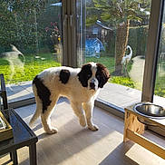 Aaron participe au concours pour gagner de l'argent avec cette photo : dog, indoor, sunlight, wooden_floor, glass_door, garden, greenery, palm_tree, decorative_bird, reflection, black_and_white, pet, animal, curious, standing, daylight, window, home, nature, furniture