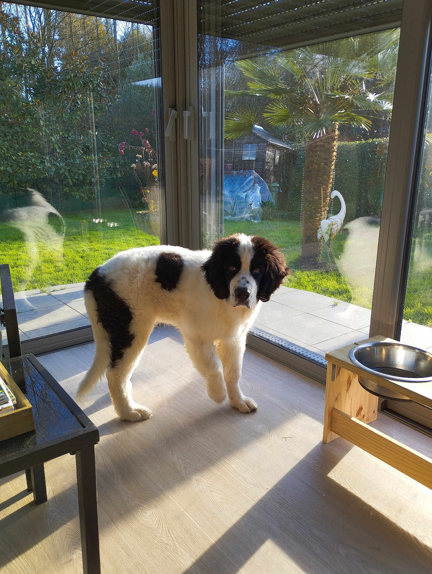 Aaron participe au concours pour gagner de l'argent avec cette photo : dog, indoor, sunlight, wooden_floor, glass_door, garden, greenery, palm_tree, decorative_bird, reflection, black_and_white, pet, animal, curious, standing, daylight, window, home, nature, furniture