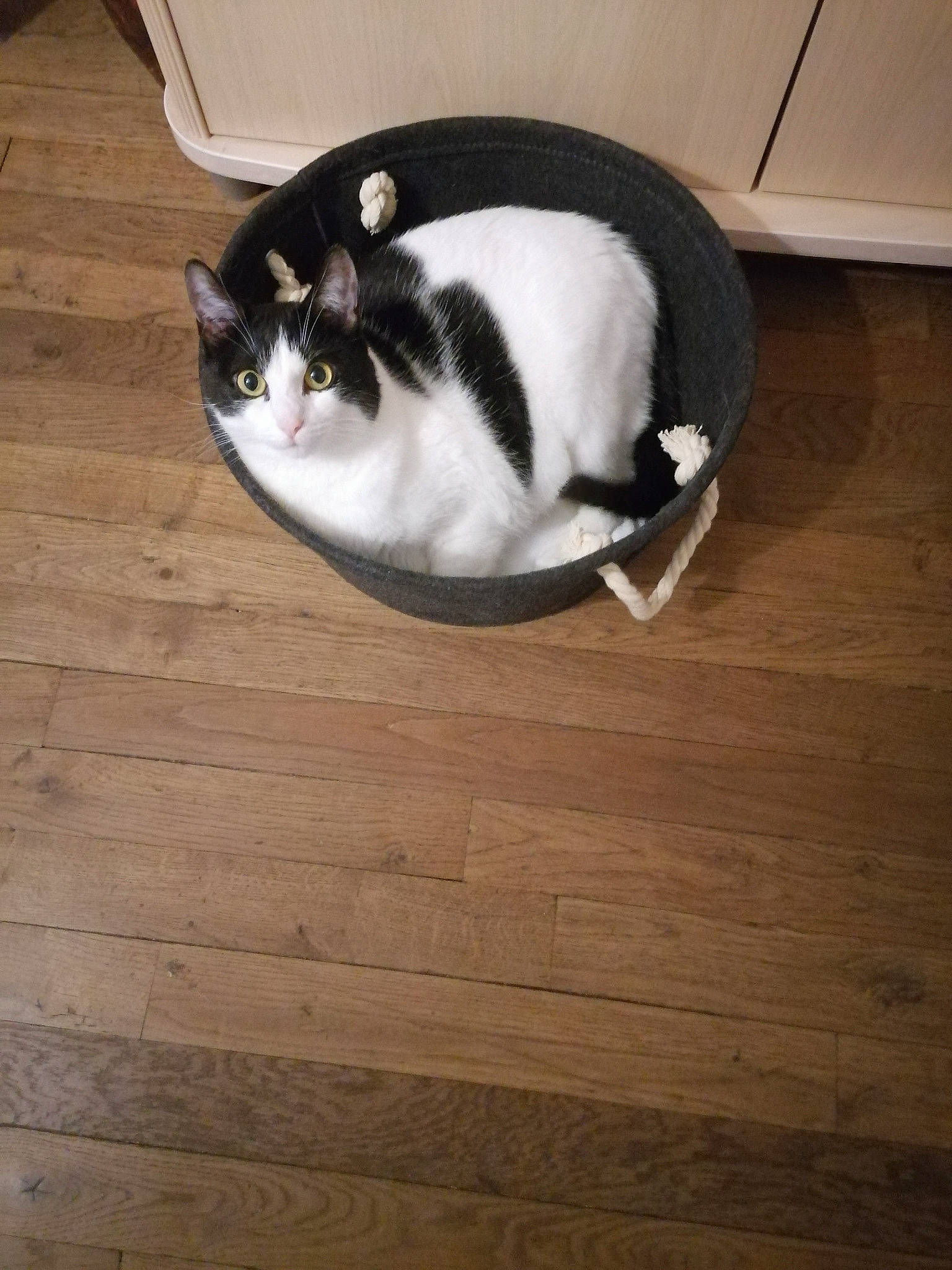 Ora participe au concours pour gagner de l'argent avec cette photo : black_cat, carnivore, cat, comfort, domestic_short_haired_cat, felidae, floor, flooring, fur, hardwood, laminate_flooring, paw, plywood, small_to_medium_sized_cats, snout, tail, whiskers, wood, wood_flooring, wood_stain