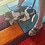 Athos a rejoint le concours — aidez-le/la à gagner de superbes lots ! dog, beagle, puppy, sleeping, carpet, colorful_rug, floor, leg, footwear, sandals, indoors, pet, animal, resting, cute, home, cozy, quiet, relaxing, domestic