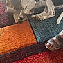 Athos participe au concours pour gagner de l'argent avec cette photo : dog, sleeping, colorful_rug, paw, human_foot, sandal, indoors, resting, patchwork, multicolor, quiet, relaxation, pet, animal, floor, cozy, calm, domestic, companionship, spotted