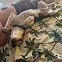 dog, lying_down, upside_down, bedspread, tropical_pattern, palm_trees, person, shorts, phone, indoor, relaxing, paw, collar, spotty_fur, animal, pet, sleepy, resting, sunlight, window_blinds