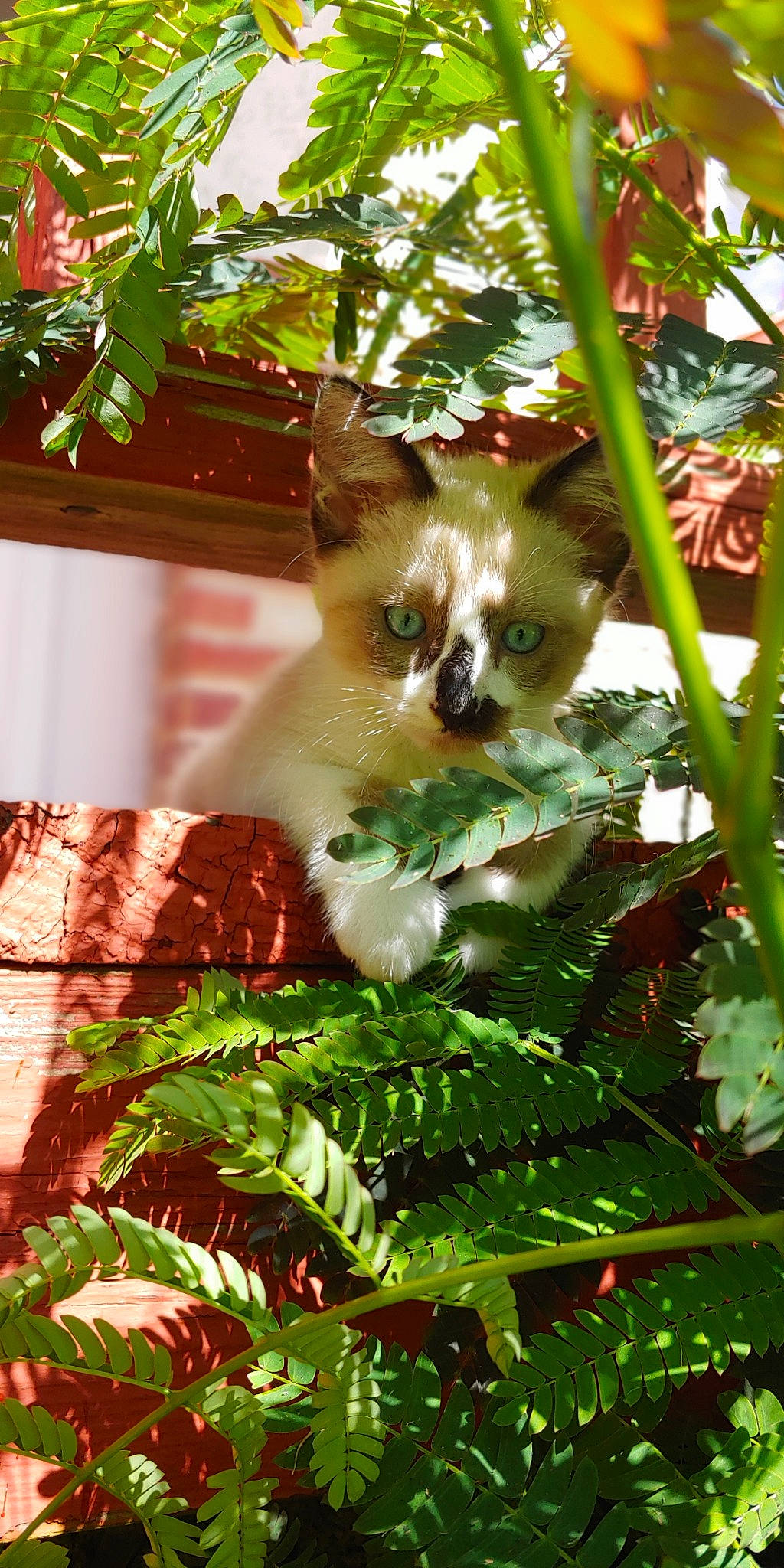 Katana is registered to the contest to win money with this photo: carnivore, cat, fawn, felidae, grass, leaf, plant, small_to_medium_sized_cats, tree, whiskers