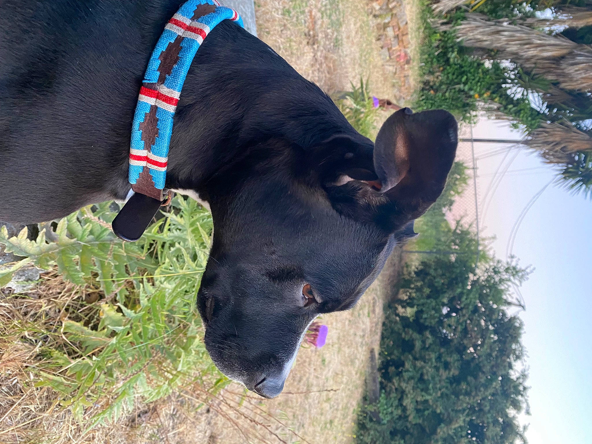 Rocko is registered to the contest to win money with this photo: canidae, carnivore, collar, companion_dog, dog, dog_breed, dog_collar, dog_supply, fashion_accessory, fawn, grass, leash, pet_supply, plant, snout, sporting_group, tail, terrestrial_animal, tree, working_animal