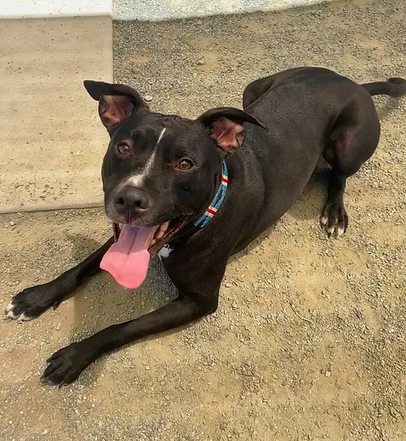 Rocko is registered to the contest to win money with this photo: borador, canidae, carnivore, collar, companion_dog, dog, dog_breed, dog_collar, dog_supply, fashion_accessory, fawn, guard_dog, leash, pet_supply, snout, sporting_group, tail, whiskers, working_animal, working_dog