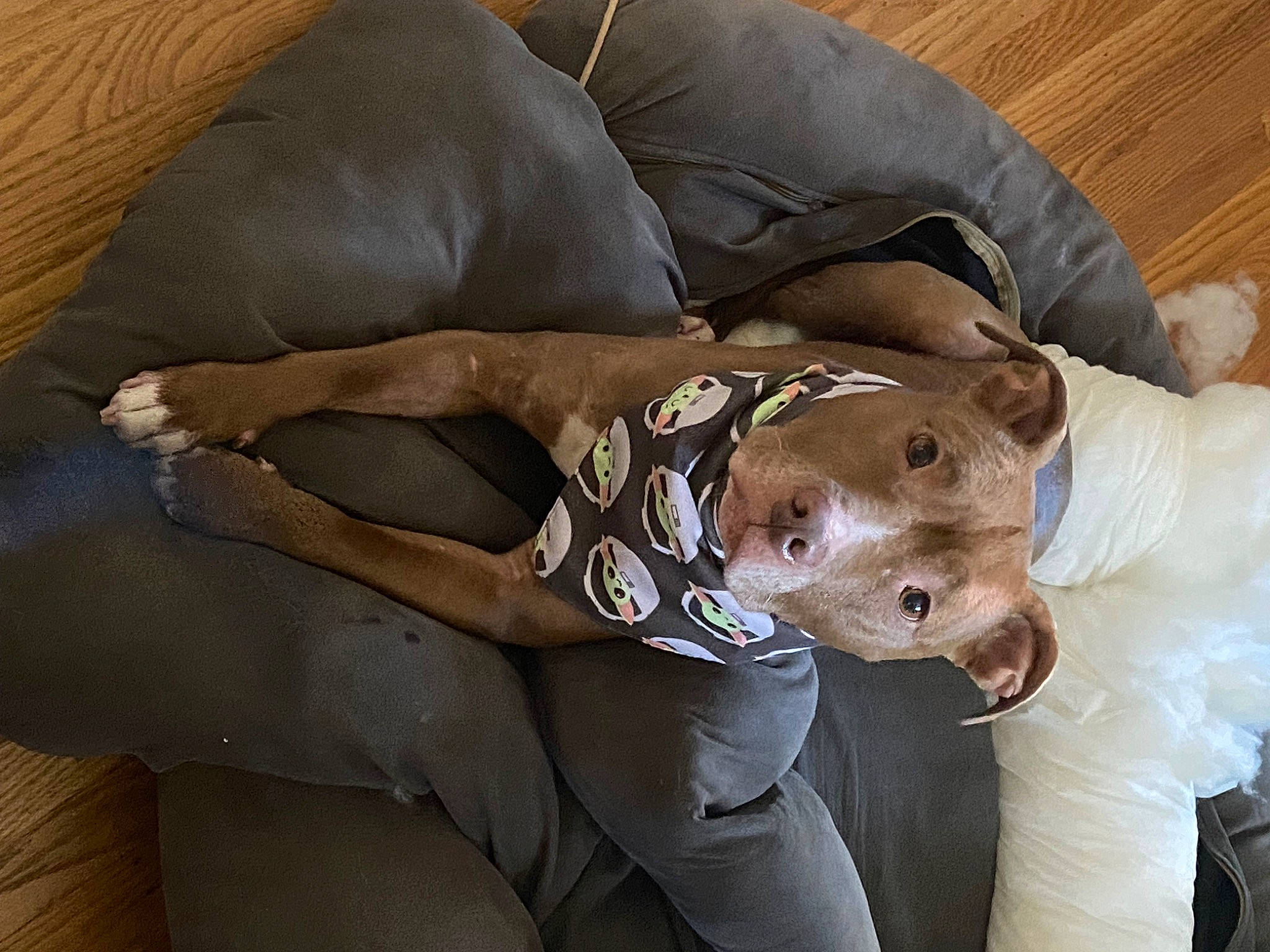Leia is registered to the contest to win money with this photo: canidae, carnivore, comfort, companion_dog, couch, dog, dog_breed, dog_supply, elbow, fawn, fur, hat, linens, non_sporting_group, sleeve, snout, sporting_group, terrestrial_animal, working_animal, wrist
