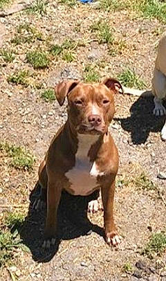 Leia is registered to the contest to win money with this photo: ancient_dog_breeds, canis_panther, carnivore, companion_dog, dog, dog_breed, dog_collar, fawn, grass, hunting_dog, liver, non_sporting_group, sporting_group, tail, terrestrial_animal, working_animal, working_dog